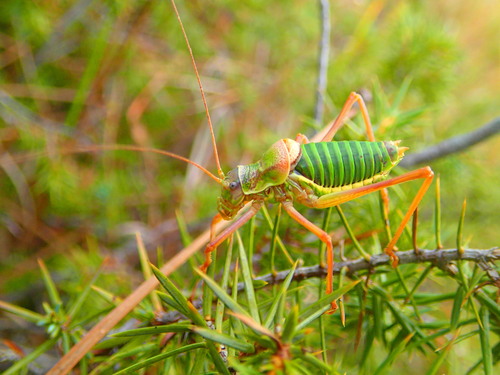 Western Saddle Bush-cricket, photo 3 of 10