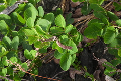 Dendrolobium umbellatum