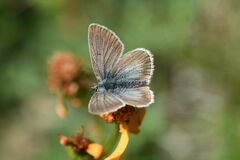 Aricia nicias