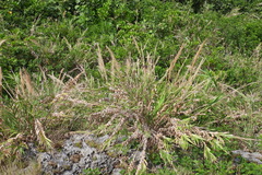 Arundo formosana