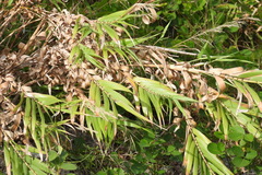 Arundo formosana