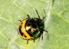 Chrysocoris stollii
