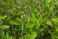 Dendrolobium umbellatum