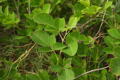 Dendrolobium umbellatum