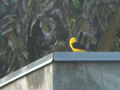 Gymnomystax mexicanus