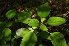 Boehmeria pilosiuscula