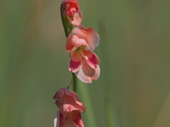 Gladiolus crassifolius