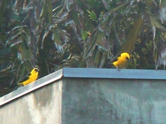 Gymnomystax mexicanus