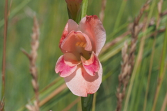 Gladiolus crassifolius