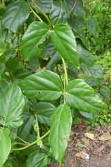 Mucuna gigantea