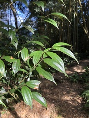 Cinnamomum subavenium