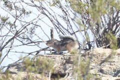 Ammospermophilus harrisii