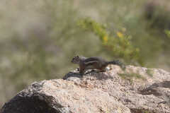 Ammospermophilus harrisii