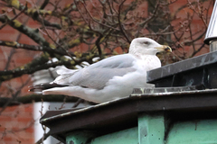 Larus argentatus