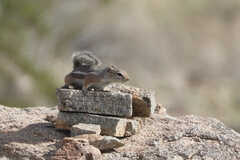 Ammospermophilus harrisii