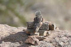 Ammospermophilus harrisii