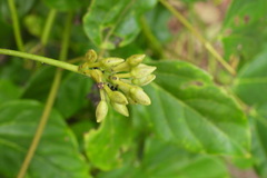 Mucuna gigantea