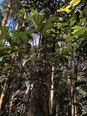 Cinnamomum subavenium