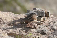 Ammospermophilus harrisii