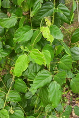 Mucuna gigantea