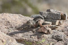 Ammospermophilus harrisii