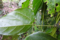 Mucuna gigantea