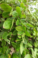 Mucuna gigantea