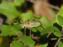 Ephippiger persicarius
