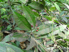 Ardisia cornudentata