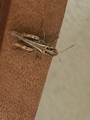 Chorthippus brunneus