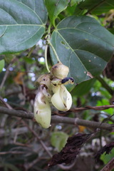 Mucuna gigantea