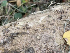 Dolichoderus thoracicus