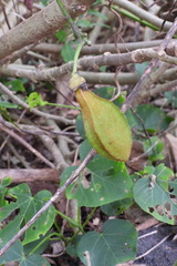 Mucuna gigantea