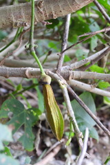 Mucuna gigantea