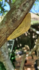 Elisolimax flavescens
