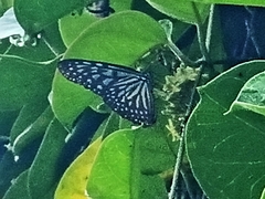 Ideopsis vulgaris
