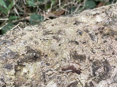 Dolichoderus thoracicus