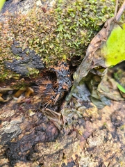 Wasmannia auropunctata