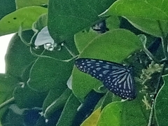 Ideopsis vulgaris