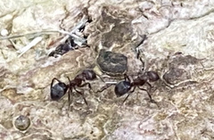 Dolichoderus thoracicus