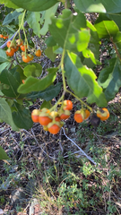 Ehretia anacua