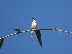Pycnonotus sinensis formosae
