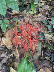 Scadoxus