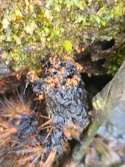 Wasmannia auropunctata