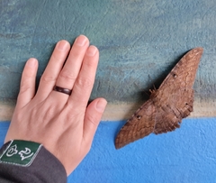 Ascalapha odorata