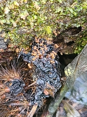 Wasmannia auropunctata