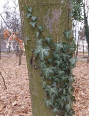 Hedera helix