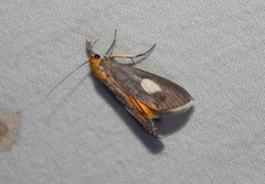 Episindris albimaculalis