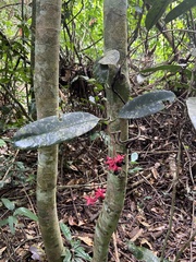 Ochnaceae