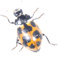 Ceratomegilla notata